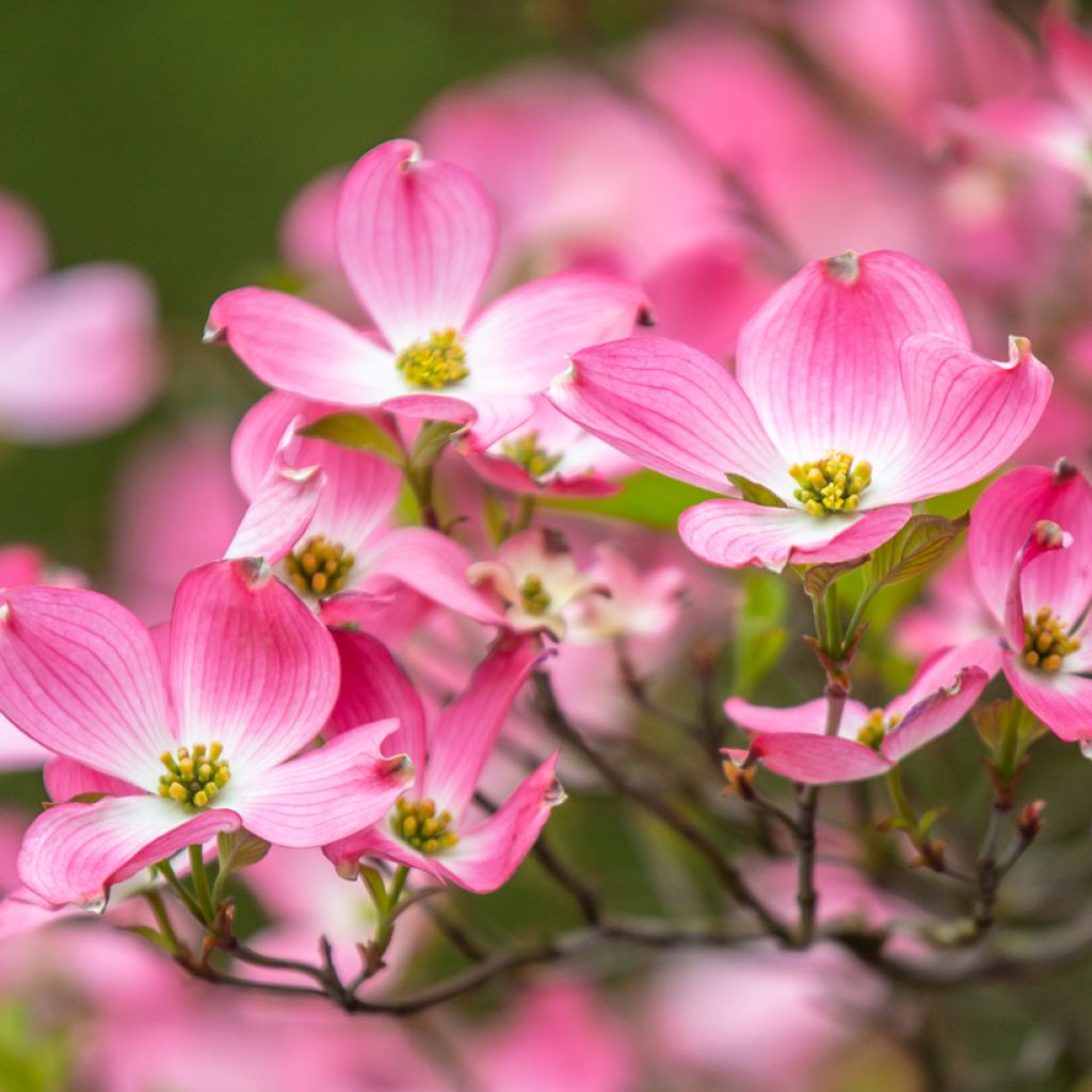 Cornus florida Cherokee Chief