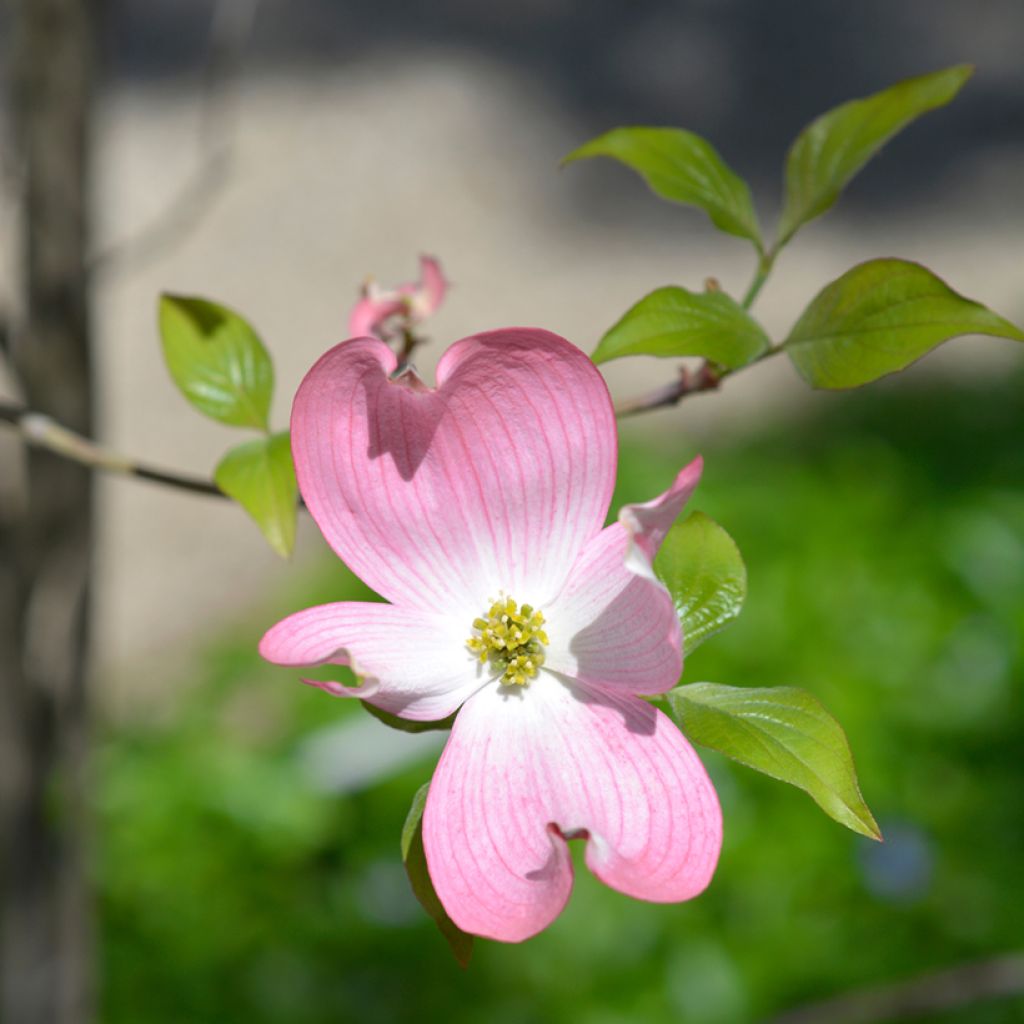 Cornus florida Cherokee Chief