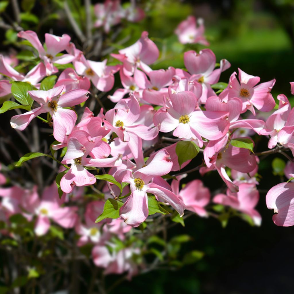 Cornus florida Cherokee Chief