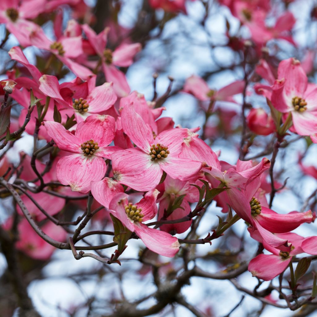 Cornus florida Cherokee Sunset