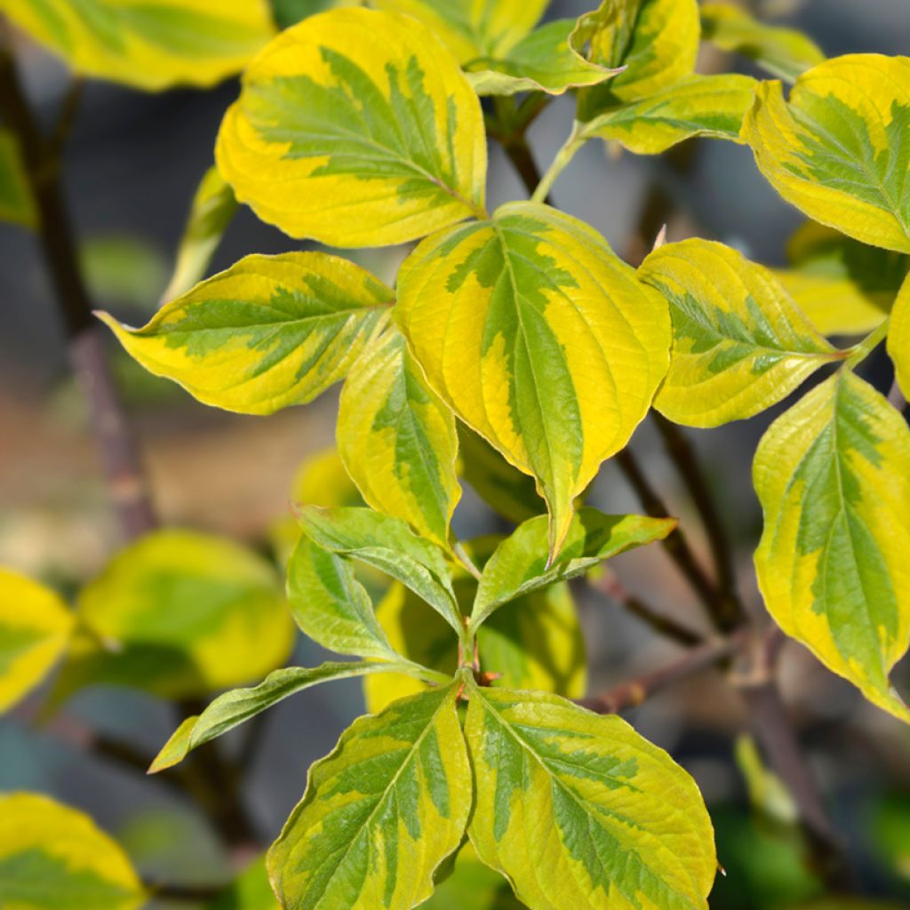 Cornus florida Rainbow