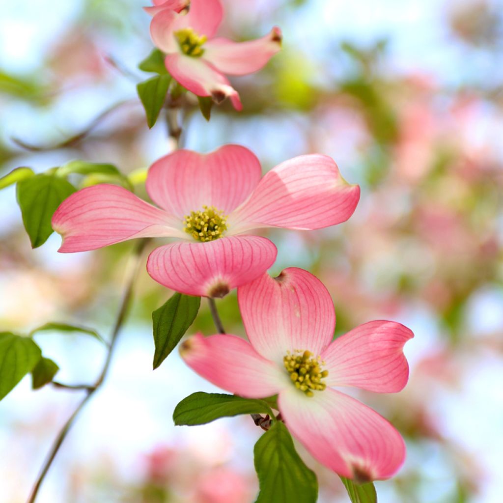 Cornus florida Rubra