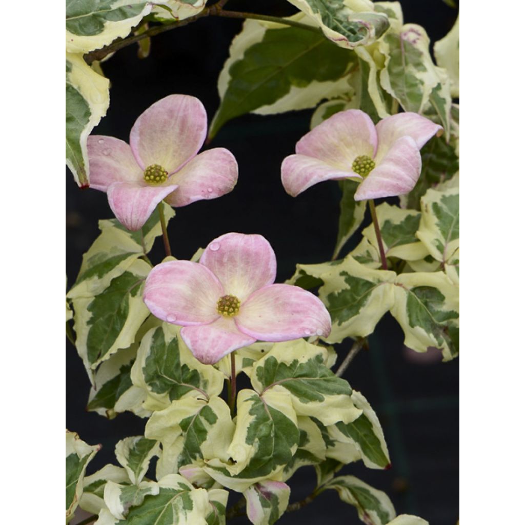 Cornus kousa Akatsuki - Cornouiller du Japon