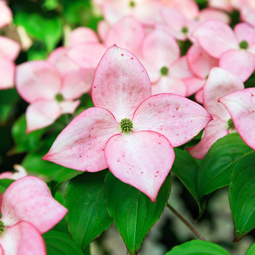 Cornus kousa Beni-fuji - Corniolo giapponese