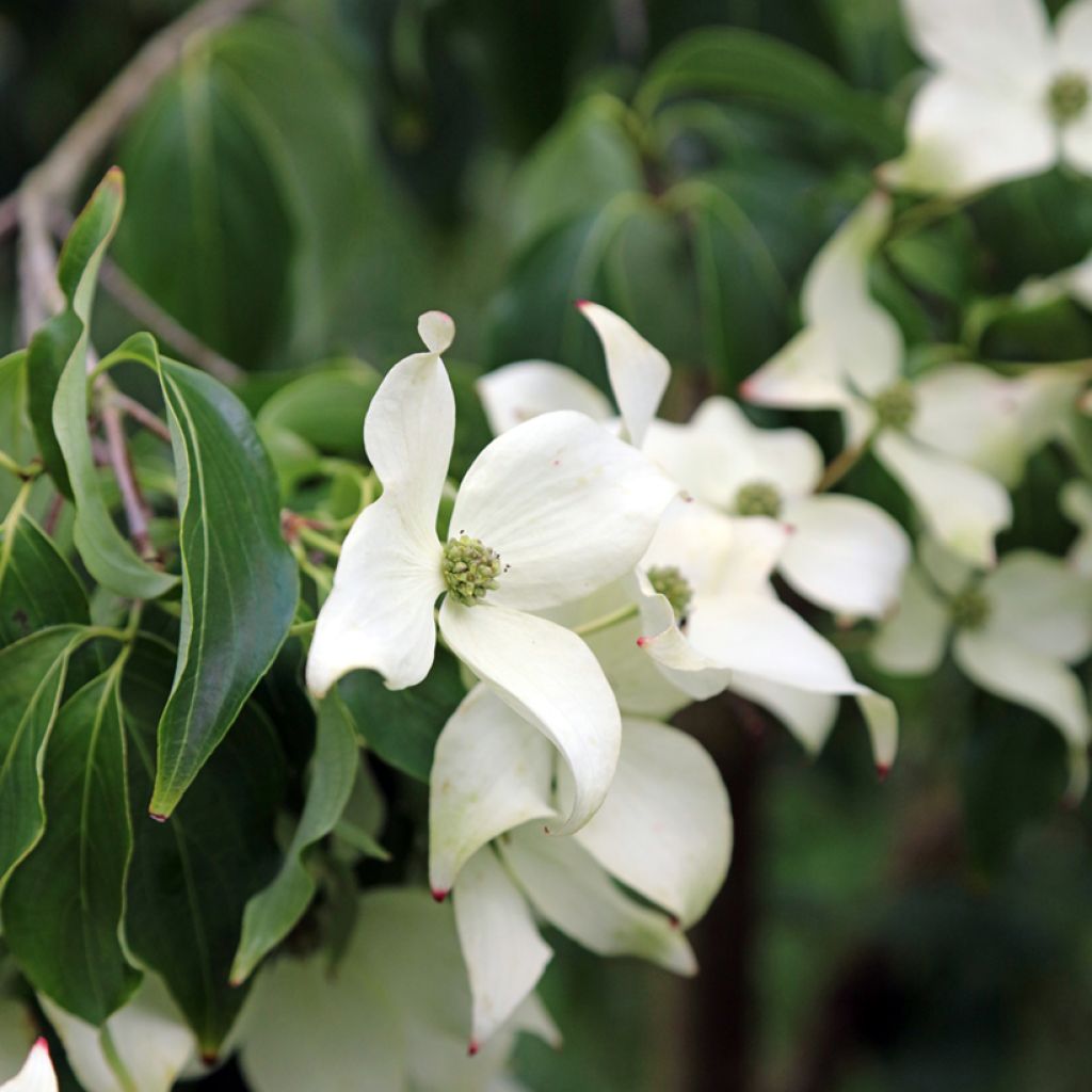 Cornus kousa Blue Shadow - Corniolo giapponese