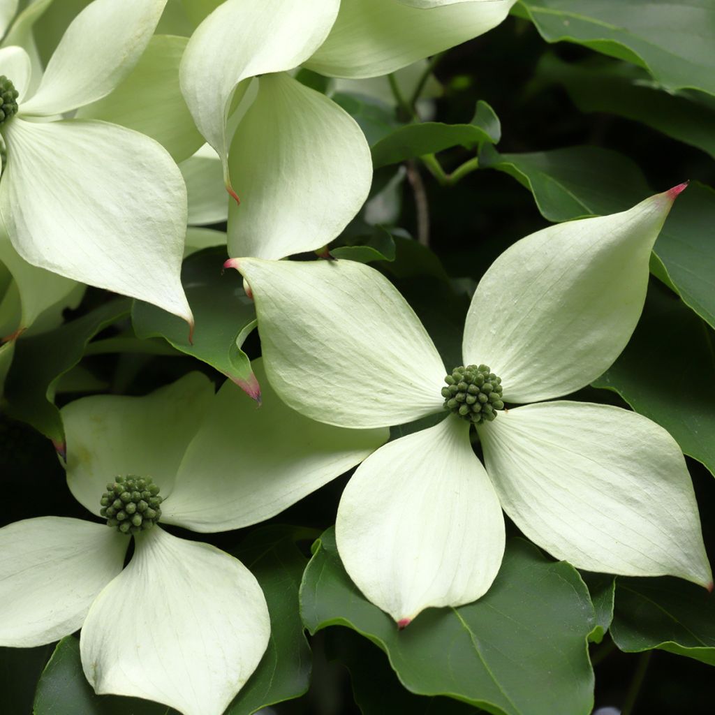 Cornus kousa Blue Shadow - Corniolo giapponese