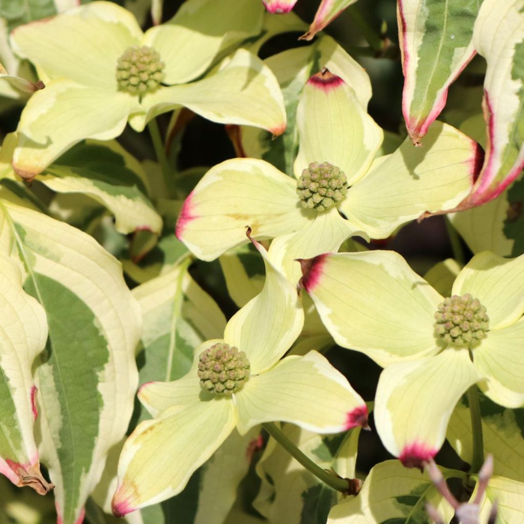 Cornus kousa China Dawn - Corniolo giapponese