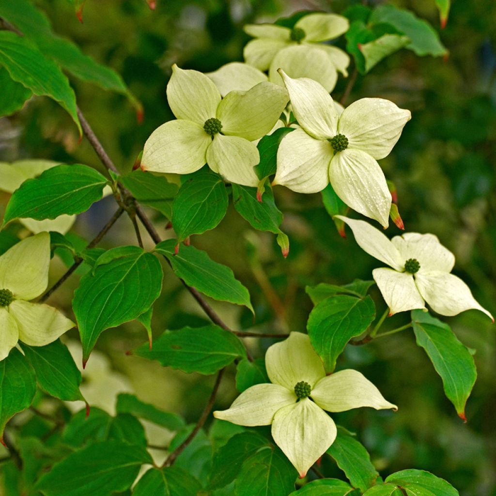 Cornus kousa China Girl - Corniolo giapponese