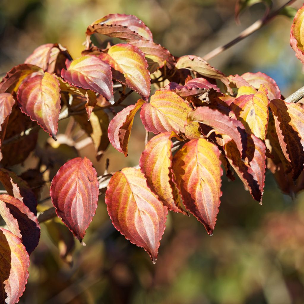 Cornus kousa China Girl - Corniolo giapponese