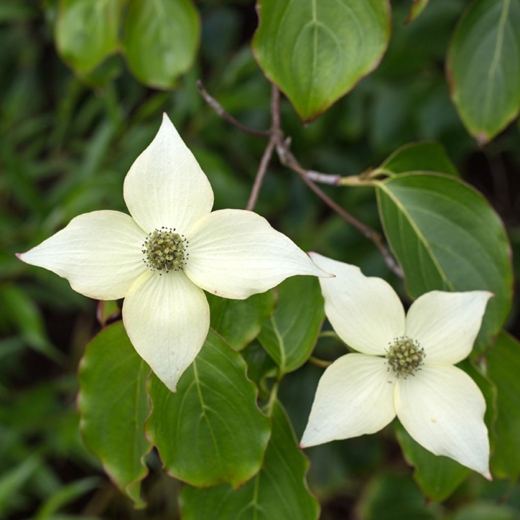Cornus kousa Chinensis - Corniolo giapponese