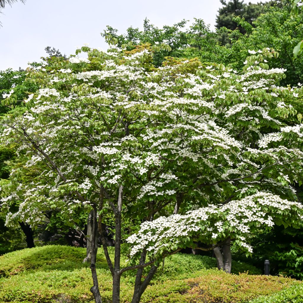 Cornus kousa
