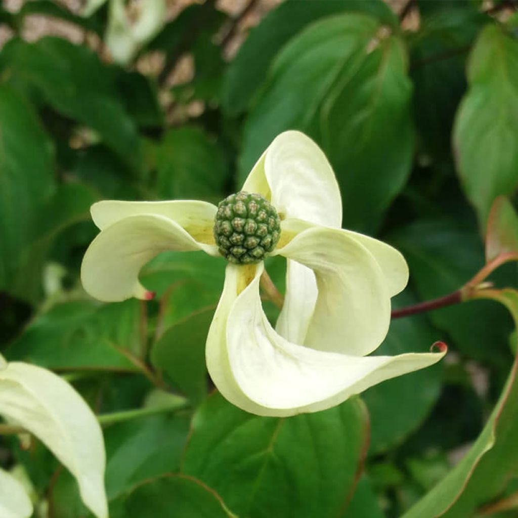 Cornus kousa Couronne - Corniolo giapponese