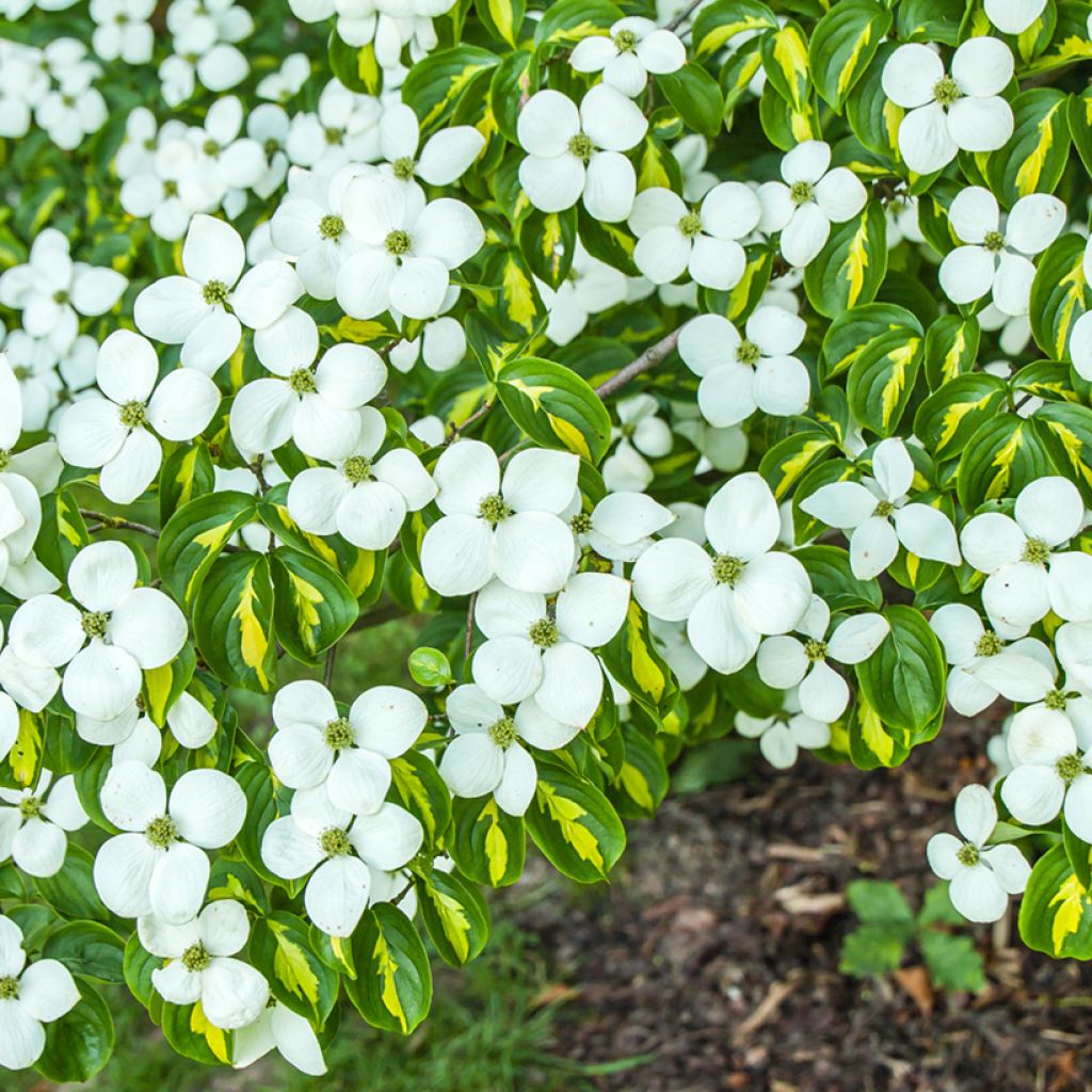 Cornus kousa Gold Star - Corniolo giapponese