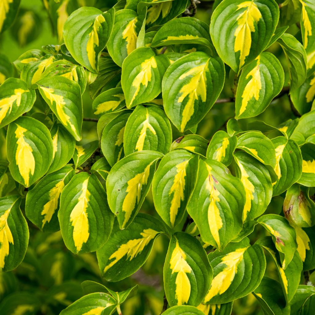 Cornus kousa Gold Star - Corniolo giapponese