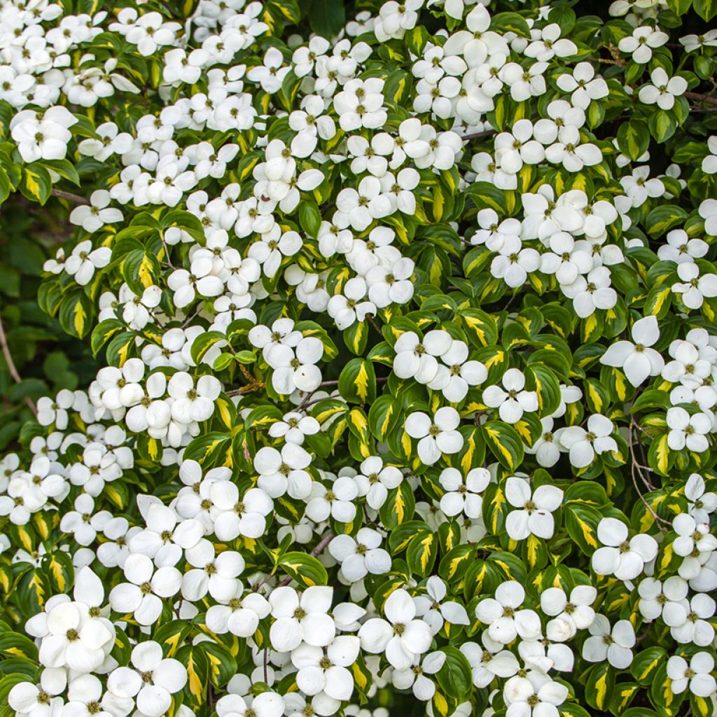Cornus kousa Gold Star - Corniolo giapponese