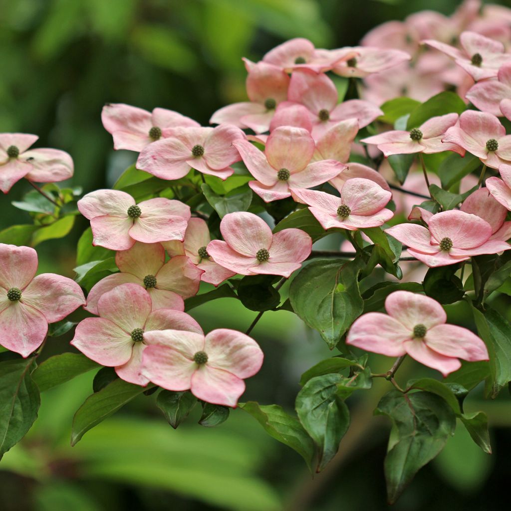 Cornus kousa Satomi - Corniolo giapponese