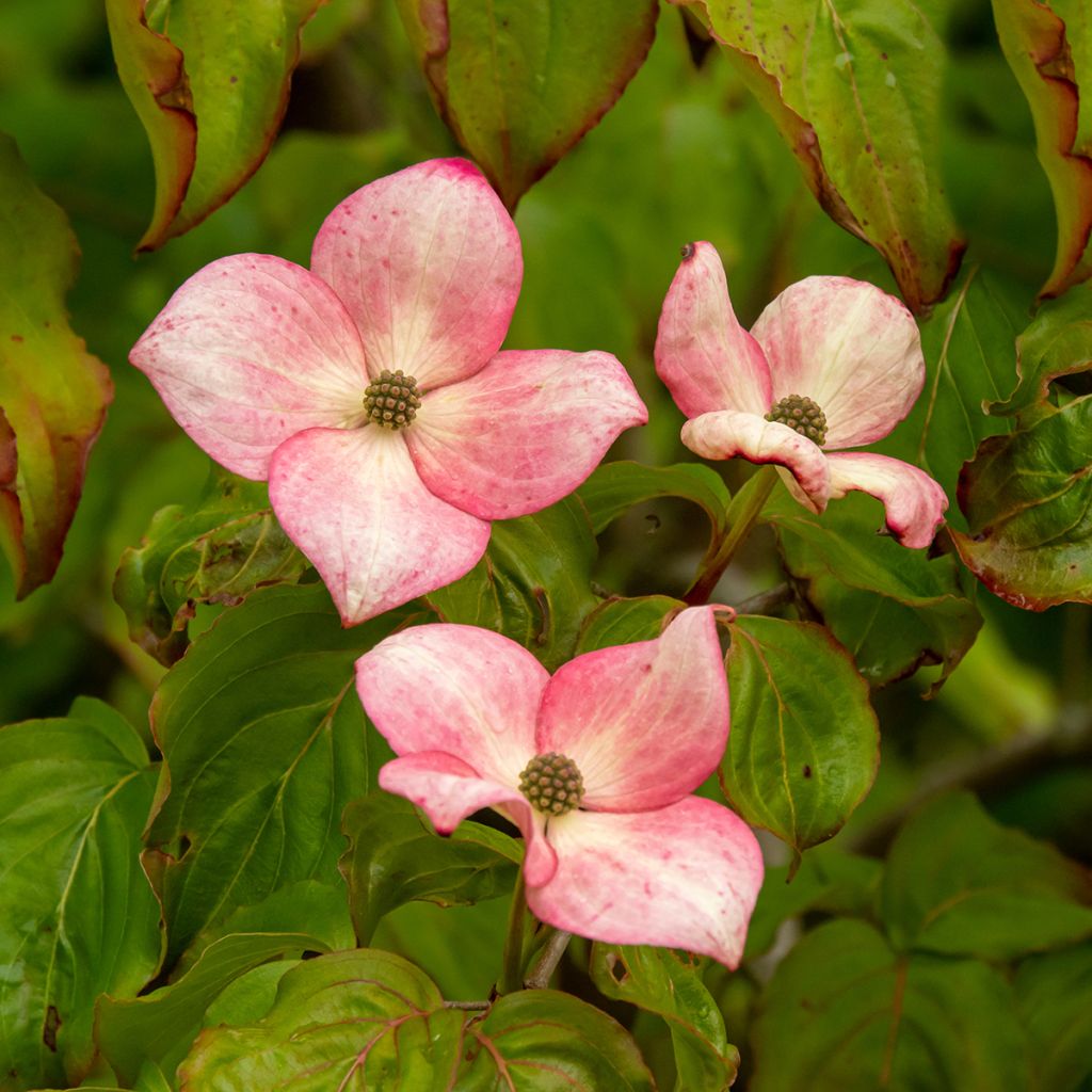 Cornus kousa Satomi - Corniolo giapponese