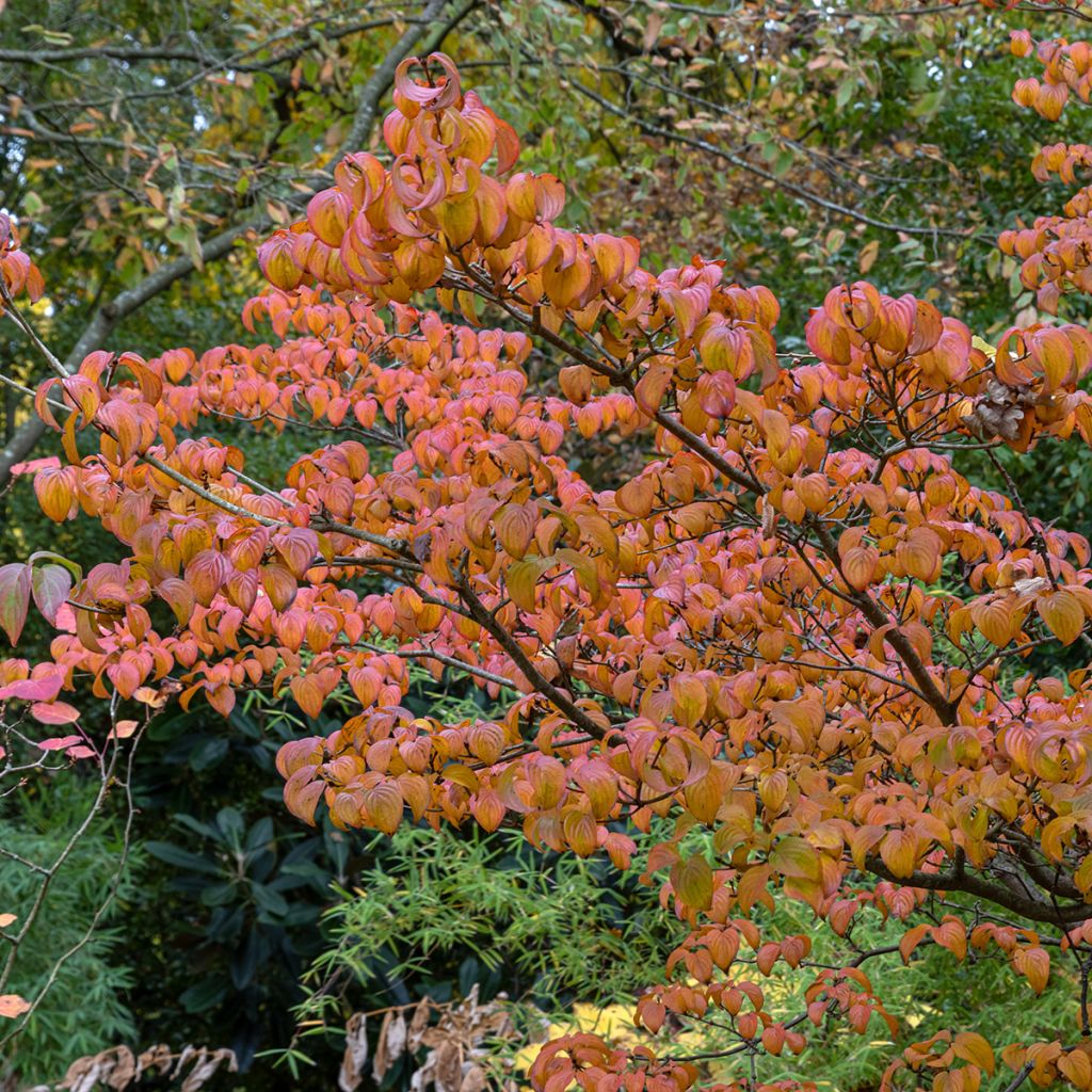 Cornus kousa Satomi - Corniolo giapponese