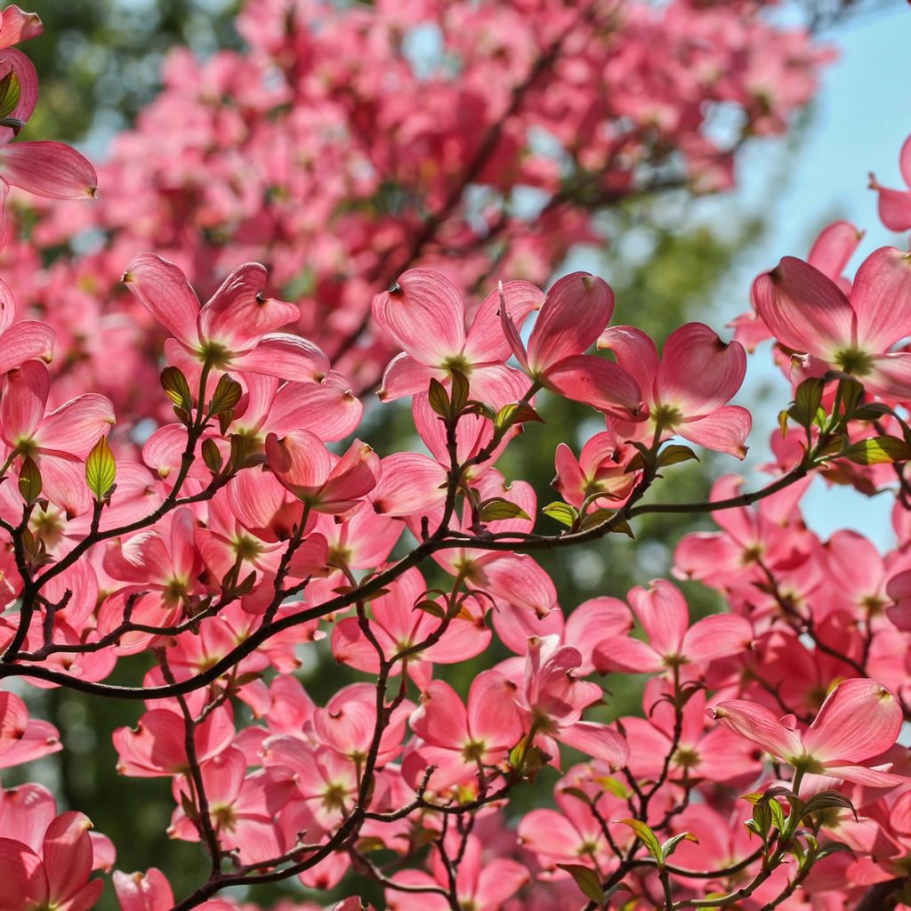 Cornus kousa Satomi - Corniolo giapponese