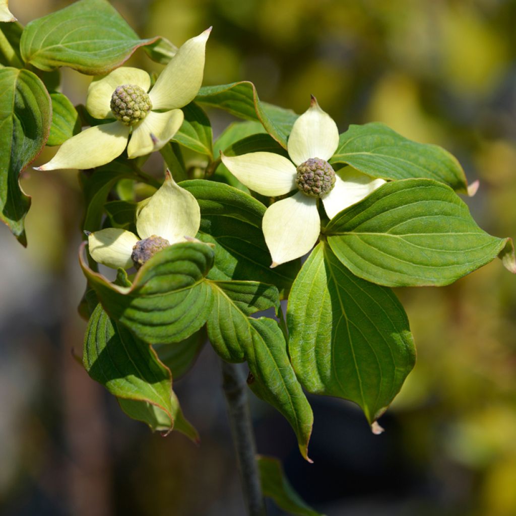 Cornus kousa Teutonia - Corniolo giapponese