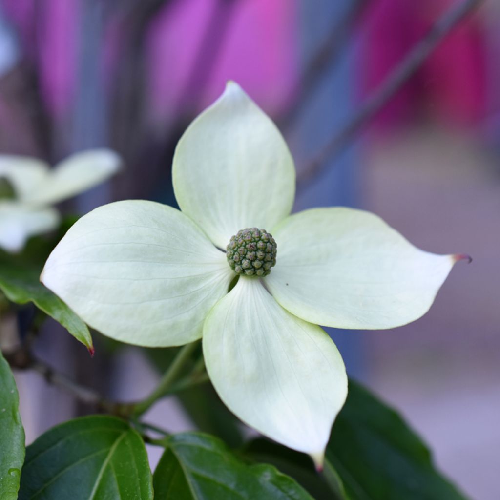 Cornus kousa Teutonia - Corniolo giapponese