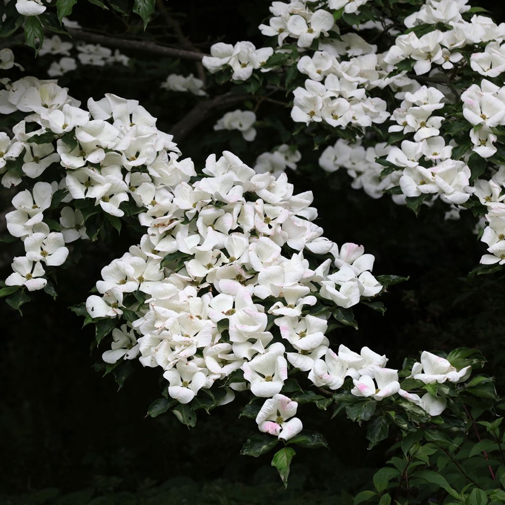 Cornus Venus - Corniolo da fiore