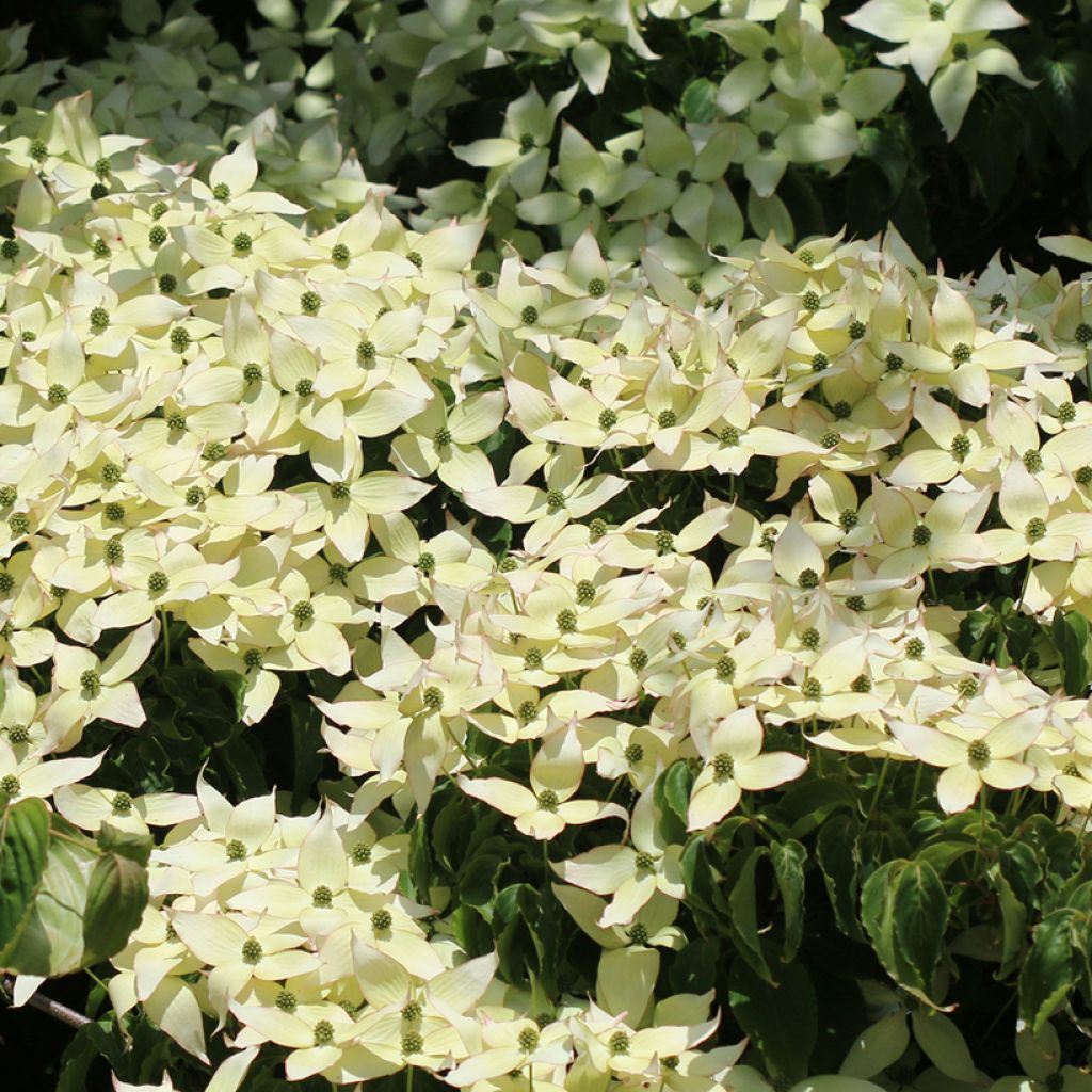 Cornus kousa Weisse Fontaine - Corniolo giapponese