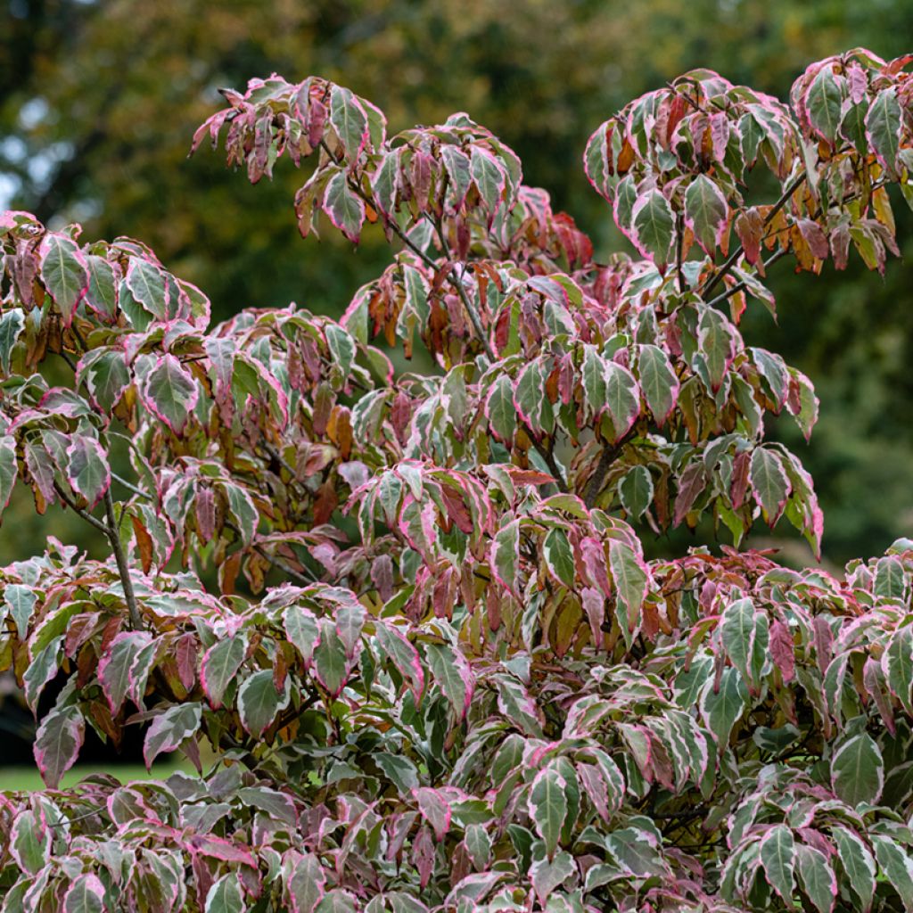 Cornus kousa Wolf Eyes - Corniolo giapponese