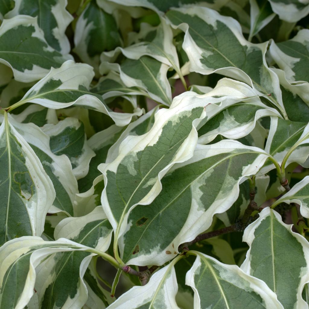 Cornus kousa Wolf Eyes - Corniolo giapponese