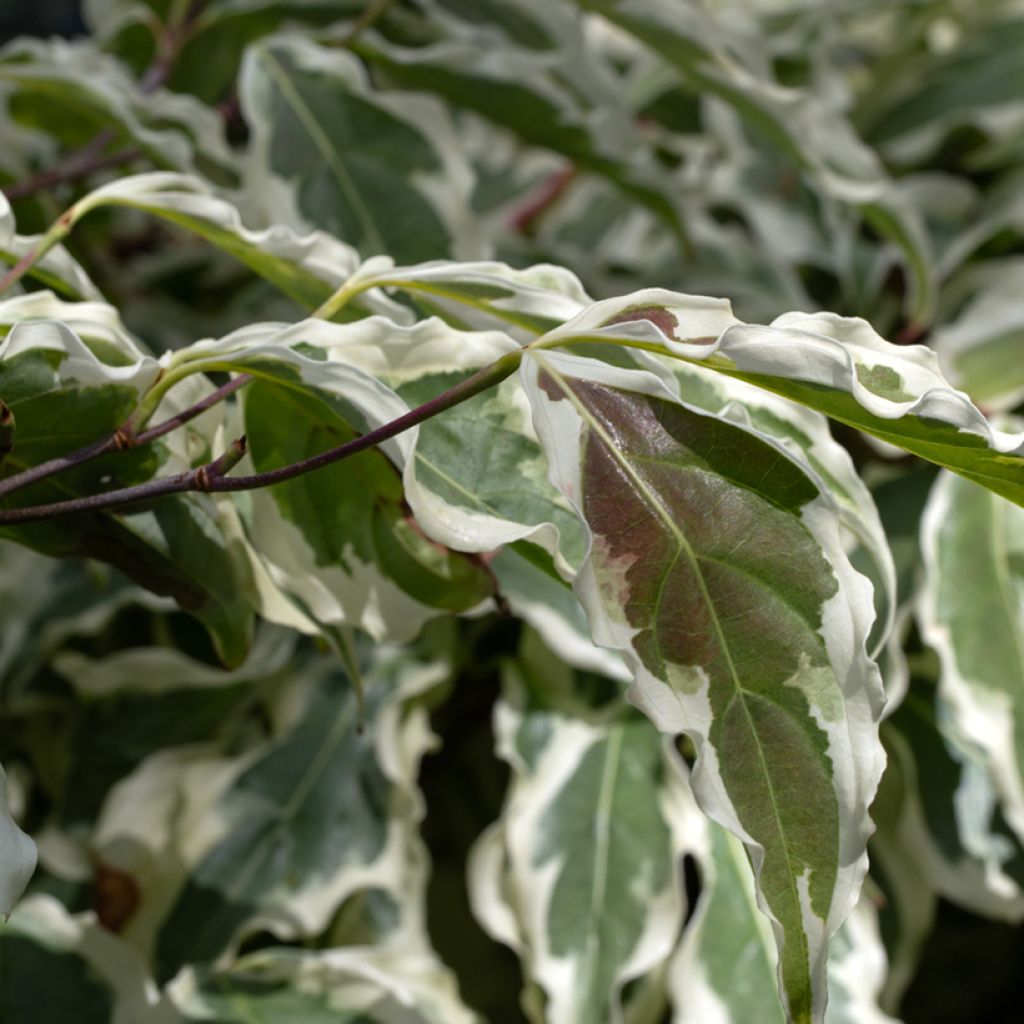Cornus kousa Wolf Eyes - Corniolo giapponese