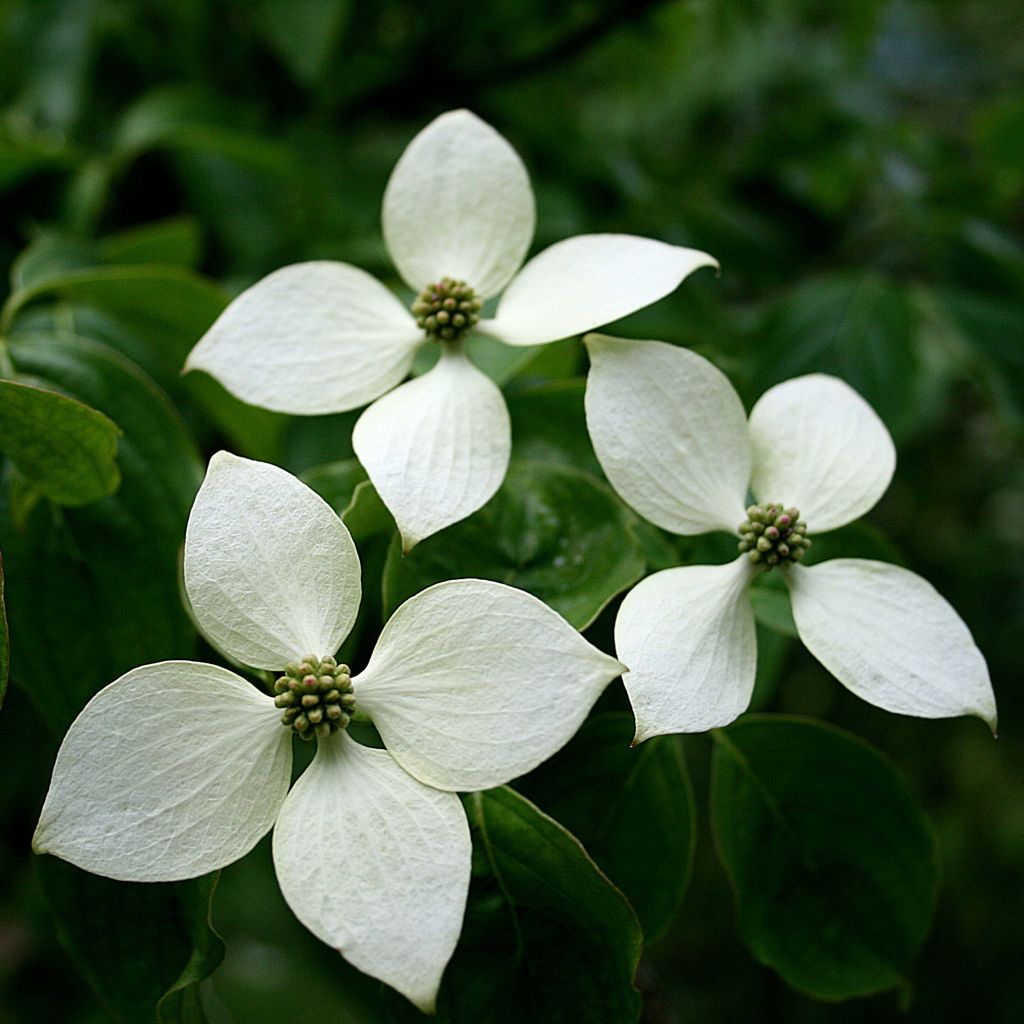 Cornus kousa Chinensis - Corniolo giapponese