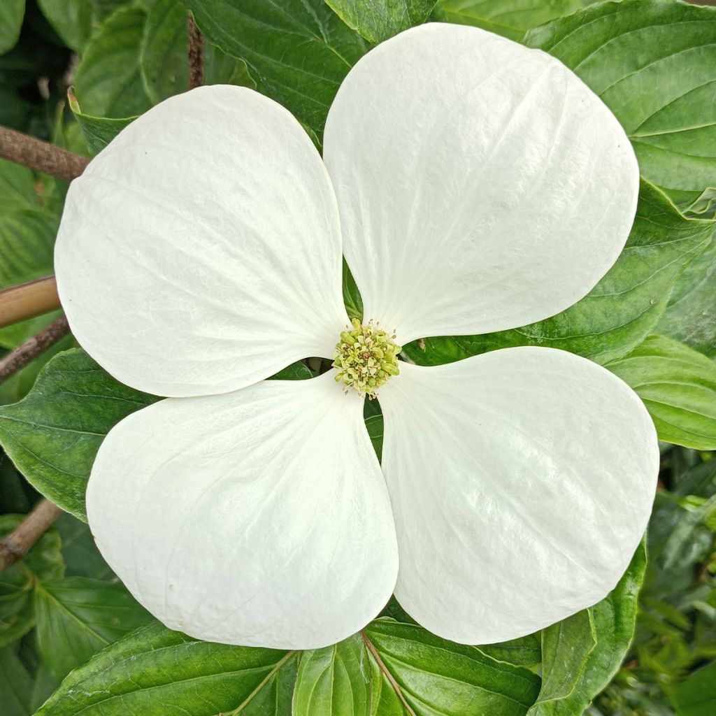 Cornus Venus - Corniolo da fiore