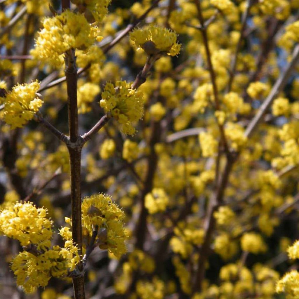 Cornus mas Aurea - Corniolo