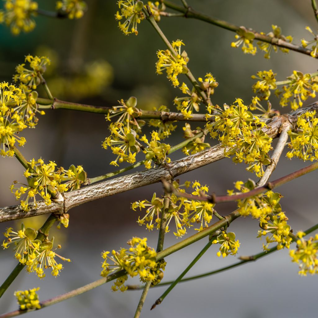 Cornus mas Aurea - Corniolo