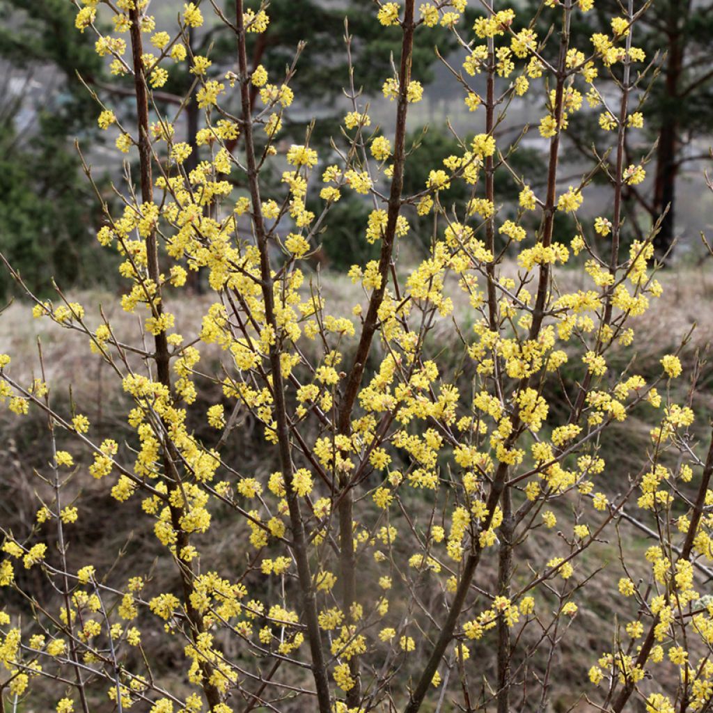 Cornus mas - Corniolo