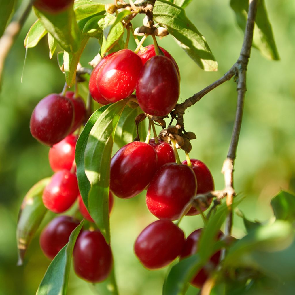 Cornus mas Florianka - Corniolo