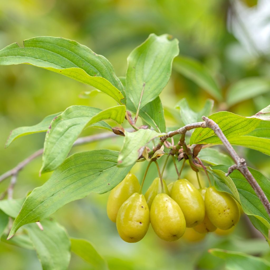 Cornus mas Jolico - Corniolo