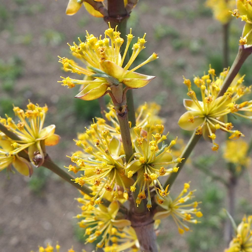 Cornus mas Jolico - Corniolo