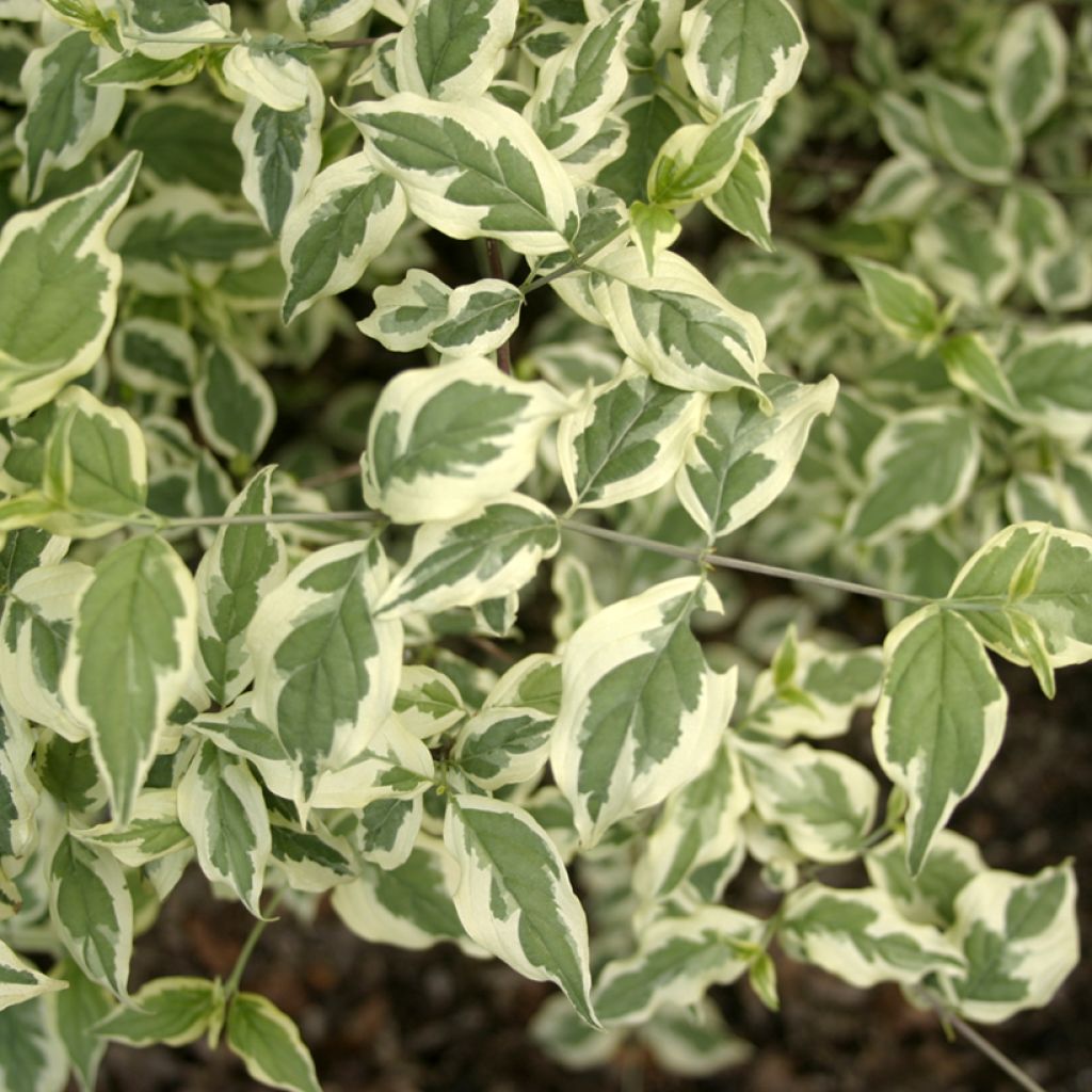Cornus mas Variegata - Corniolo