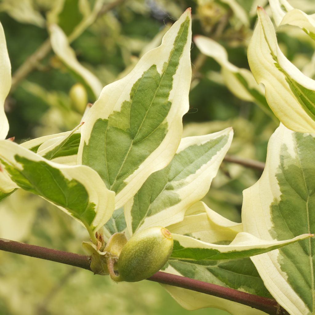 Cornus mas Variegata - Corniolo