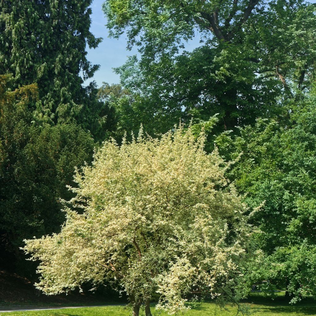 Cornus mas Variegata - Corniolo