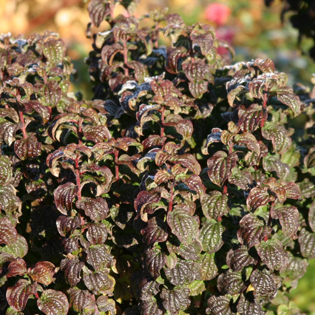 Cornus sanguinea Compressa