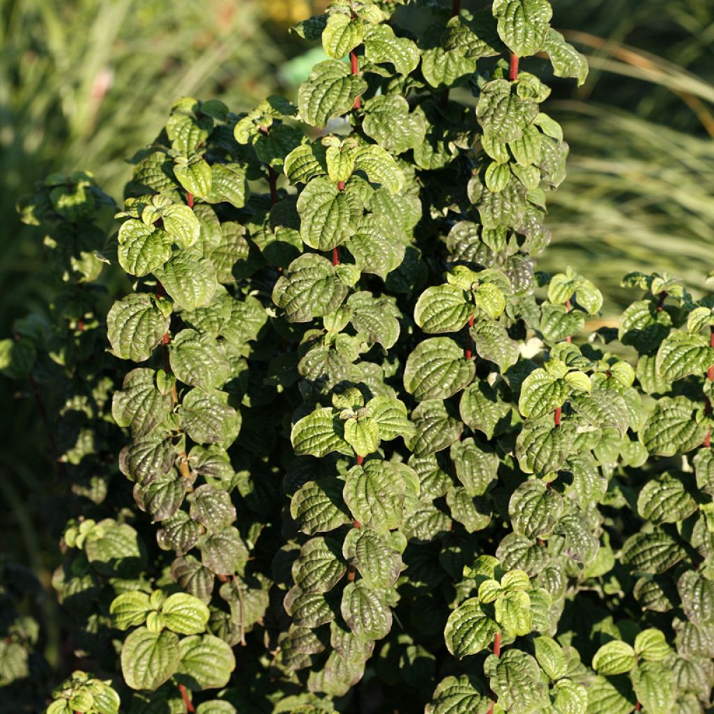 Cornus sanguinea Compressa