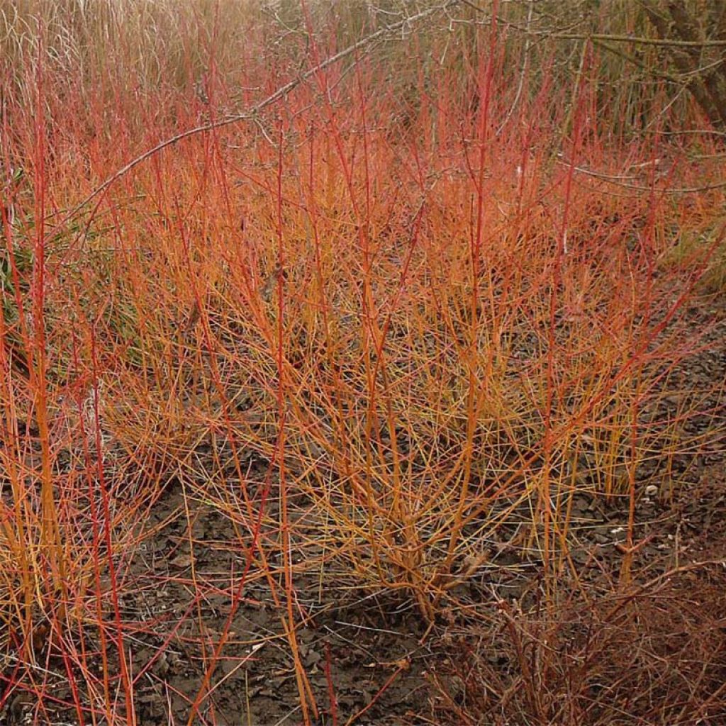 Cornus sanguinea Winter Beauty