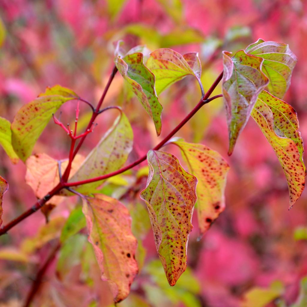 Cornus sanguinea Winter Beauty