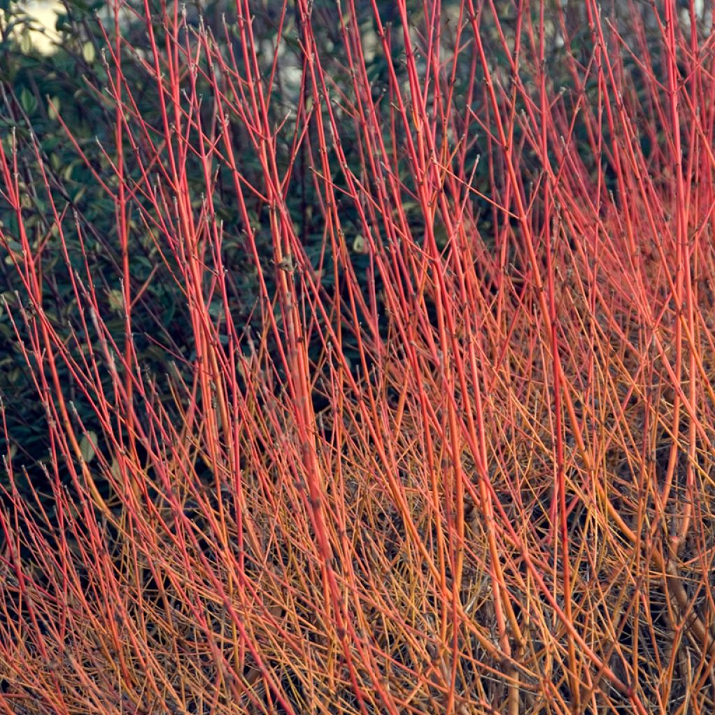 Cornus sanguinea Winter Beauty