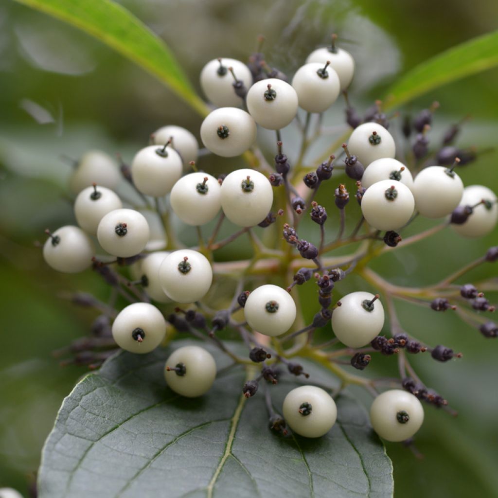 Cornus sericea Baileyi