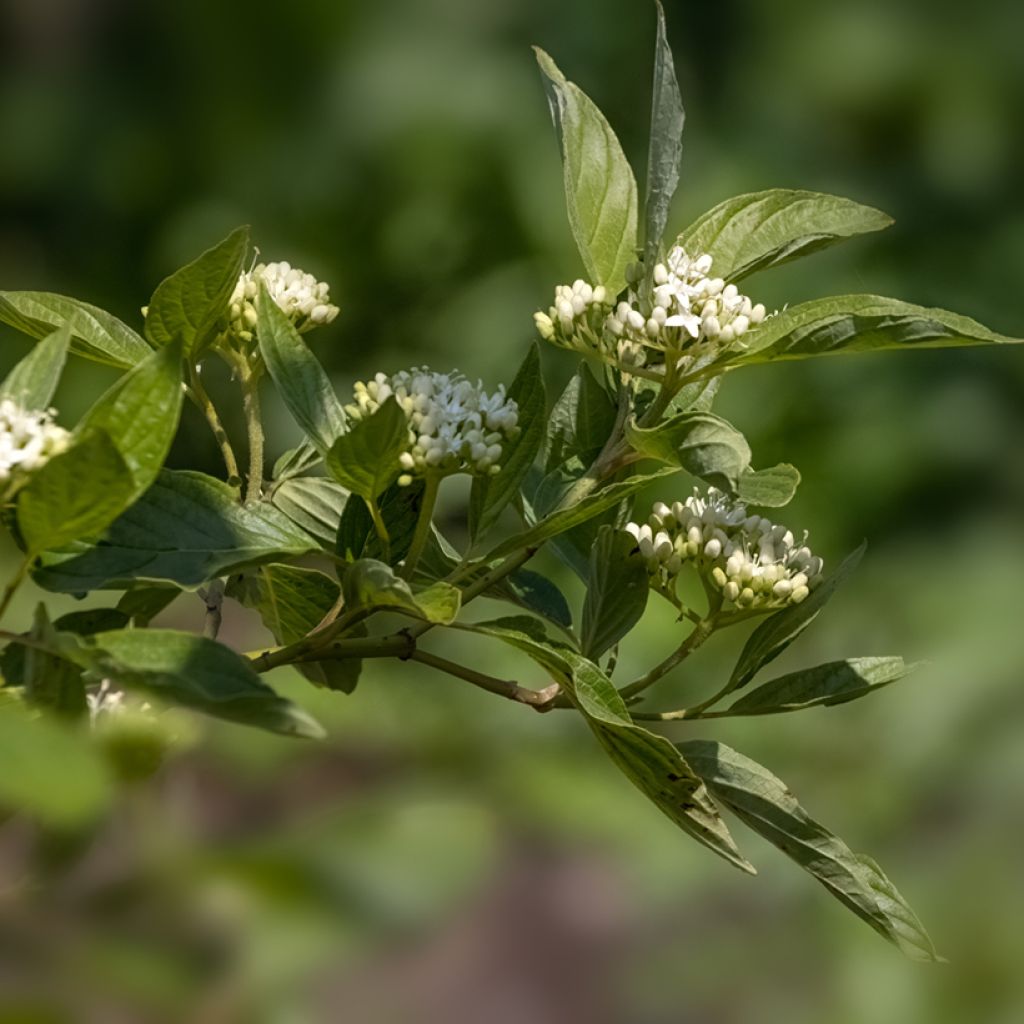 Cornus sericea Cardinal