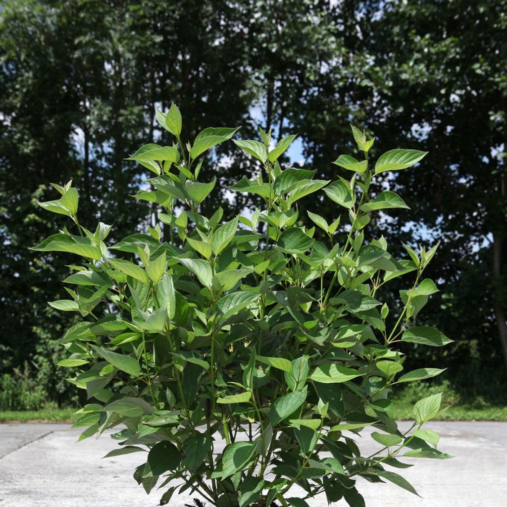 Cornus sericea Firedance