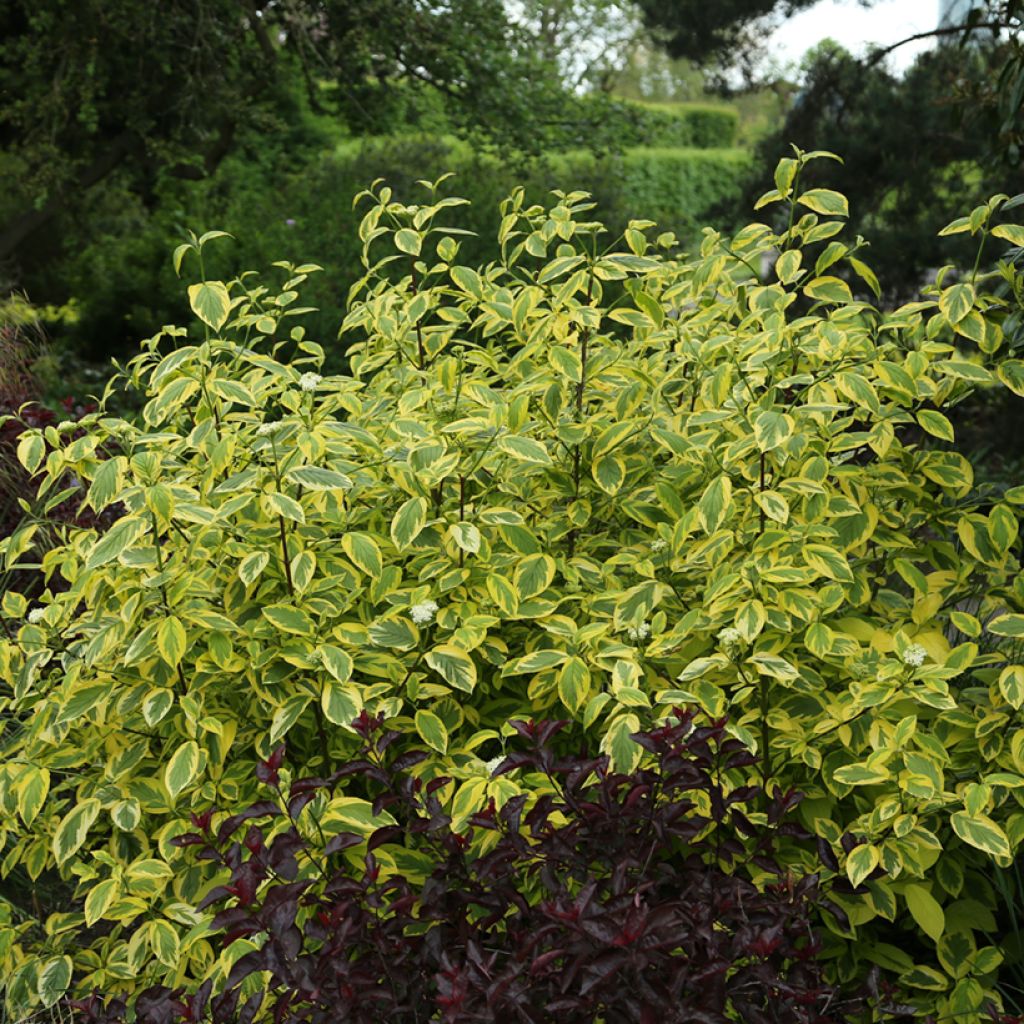 Cornus sericea Hedgerow's Gold